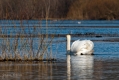 035_Biebrza - kwiecien 2011